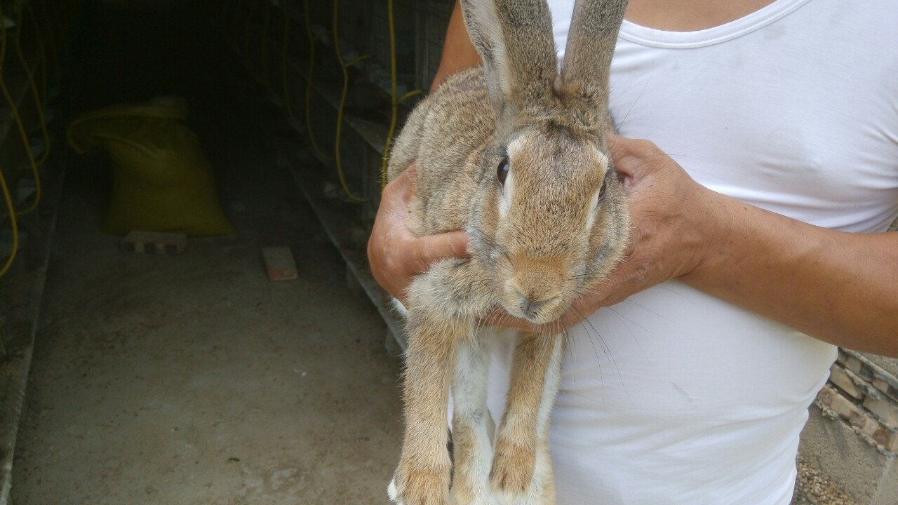 beat365：张杰实体专辑《未·LIVE》战绩骄人 预售一周获IFPI白金唱片认证(图2)