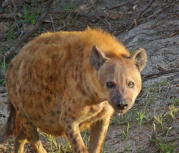 beat365官网中文-五月天《人生无限公司》“金”喜无限！  “金曲歌王”周杰伦助阵(图2)